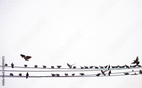 A large group of birds that are assembled according to the environment