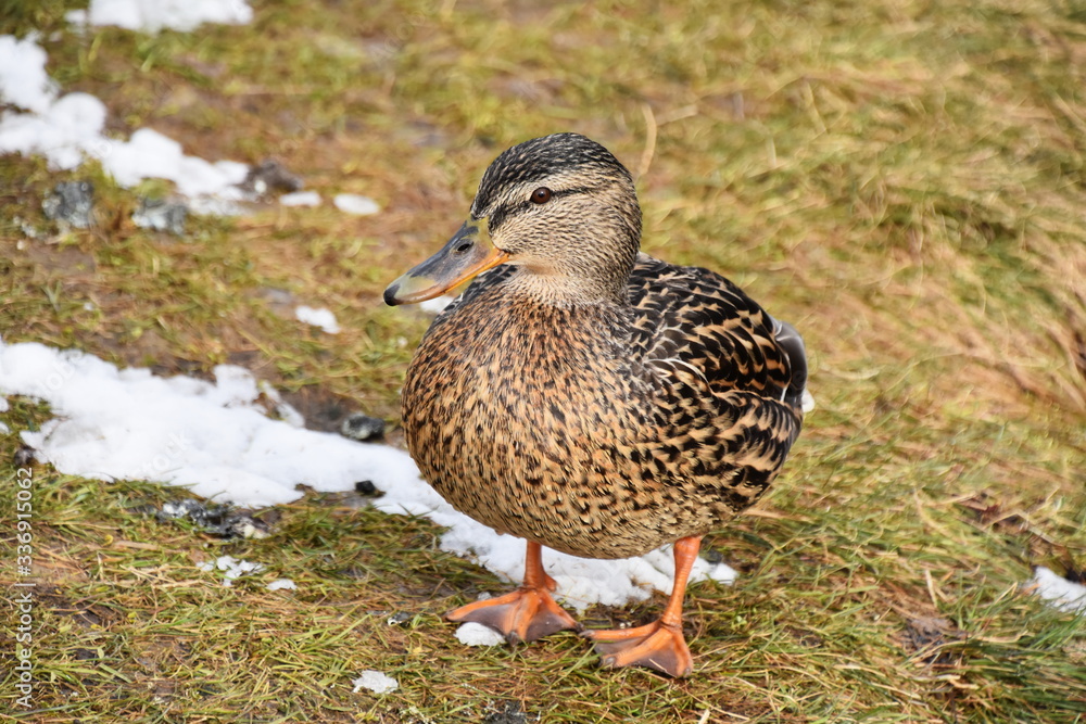Female mallard duck Anas platyrhynchos on ground Female mallard duck Anas platyrhynchos on ground