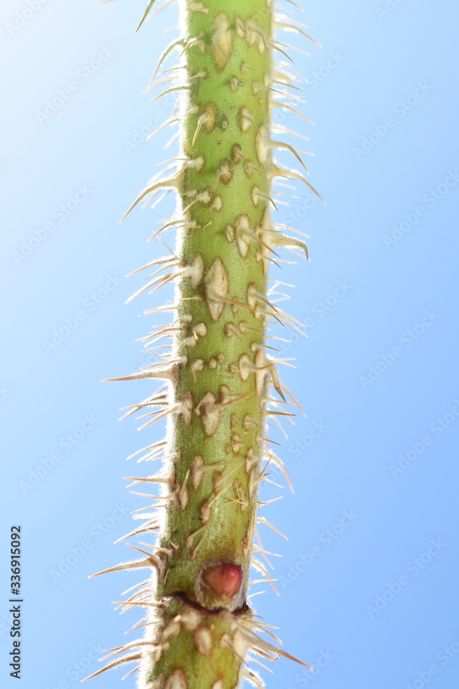 Buds protected by thorns on green rose shrub stem on blue sky background Buds protected by thorns on green rose shrub stem on blue sky background