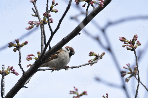 安城公園 蕾と咲き始め桜の木にとまるスズメ