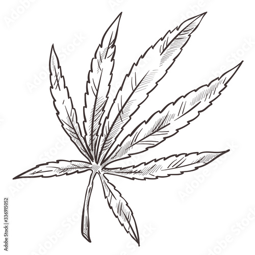 Cannabis sketch  medical marijuana herbal plant with leaves