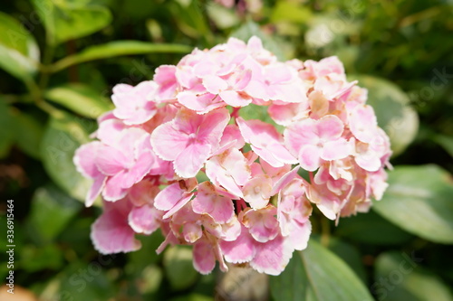 pink color of hydrangea in the garden photo