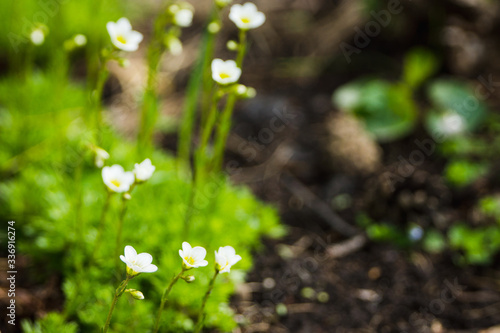 Saxifraga Paniculata (alpine saxifrage) blooming in the garden. Selective focus. Shallow depth of field.