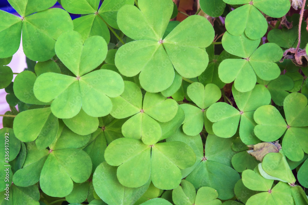 Green background with three-leaved shamrocks Green background with three-leaved shamrocks
