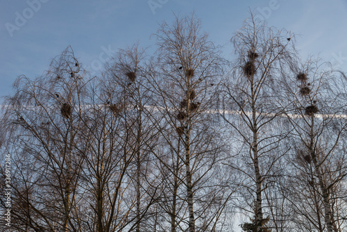 Raven nests on birches at sunset in early spring
