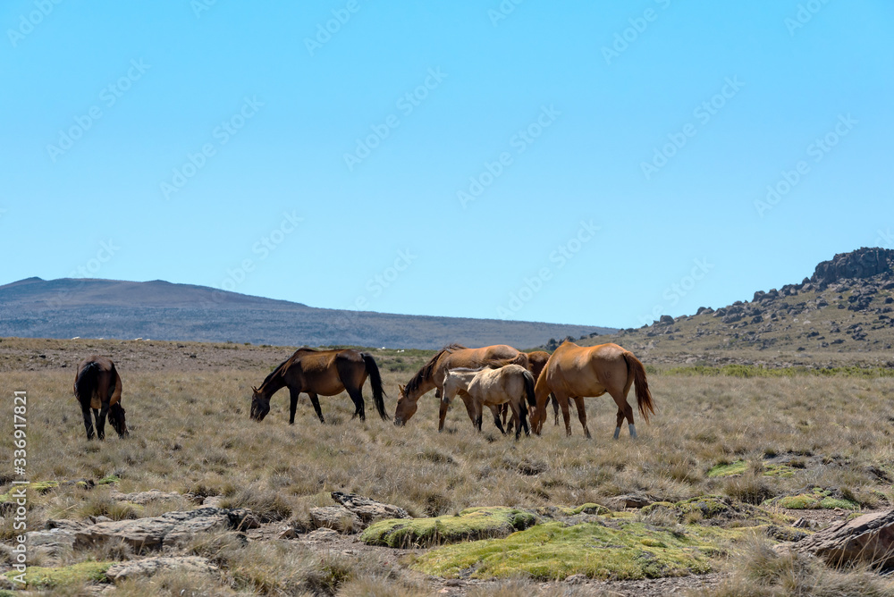 Landscape pictures with horses in Patagonia, Argentina