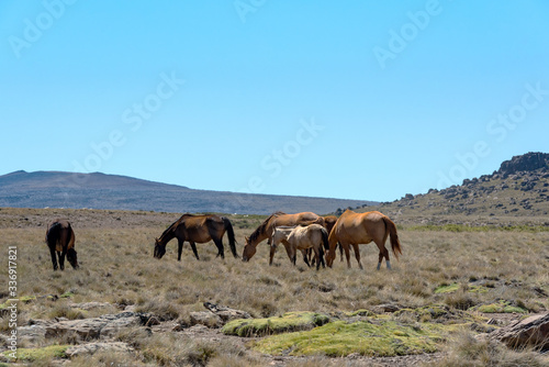 Landscape pictures with horses in Patagonia, Argentina © lesniewski
