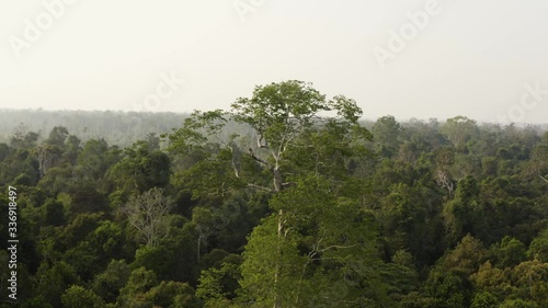 forest in the morning
