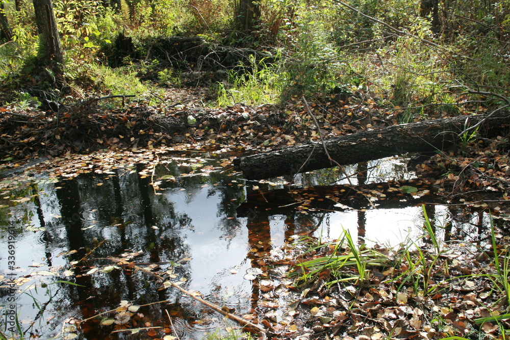 Eurasian beaver (Castor fiber) in natural habitat of wetland Eurasian beaver (Castor fiber) in natural habitat of wetland