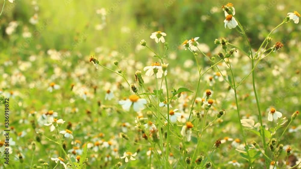 Grass flower and bees in the field, Chiangmai province Thailand Grass flower and bees in the field, Chiangmai province Thailand