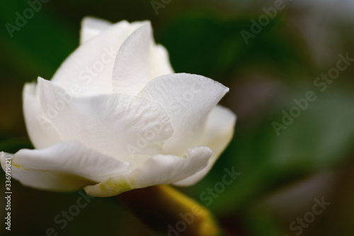 White gardenia flower plants in the coffee family.