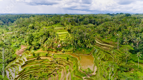 Aerial view of Rice Terrace. photo