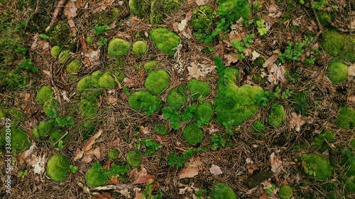 forest texture of green wild floor