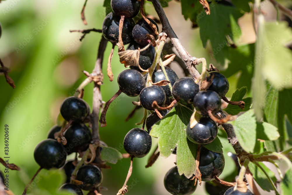 Blackcurrants on the bush branch in the garden. Blackcurrants on the bush branch in the garden.