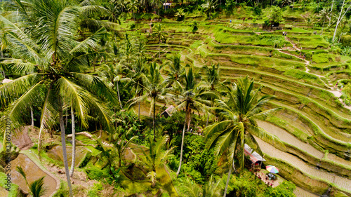 Aerial view of Rice Terrace.