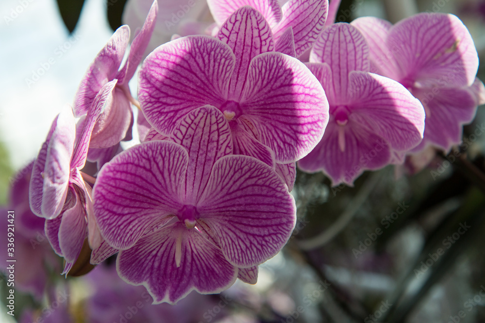 Fototapeta premium orchidée rose