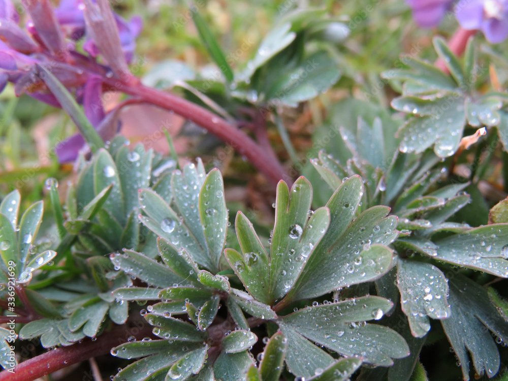 Fototapeta premium Dew close up on the leaves of Corydalis