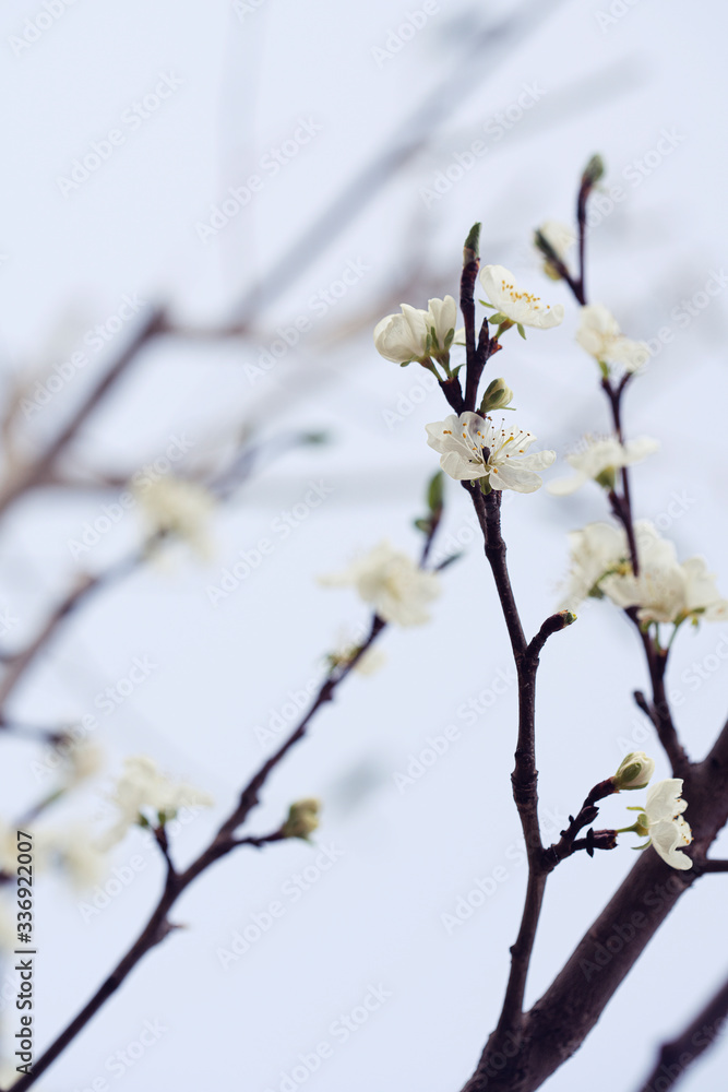 fresh plum blossoms in spring