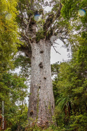 Fototapeta Naklejka Na Ścianę i Meble -  Kauri protected tree in New Zealand