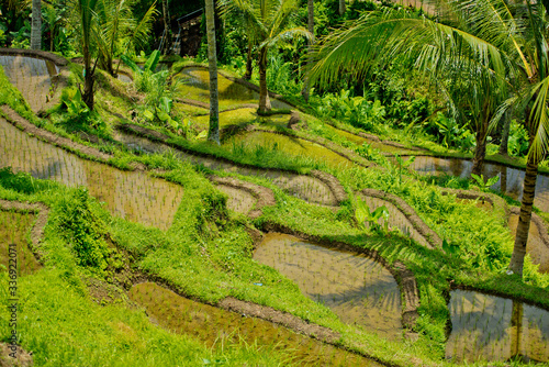 View of rice terrace.