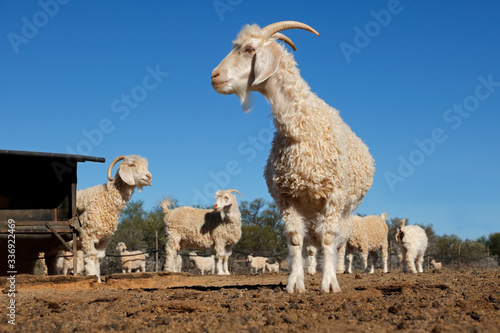 Canvastavla Angora goats in a paddock on a rural South African farm.