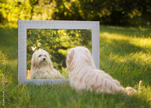 Havanese dog in front of the mirror