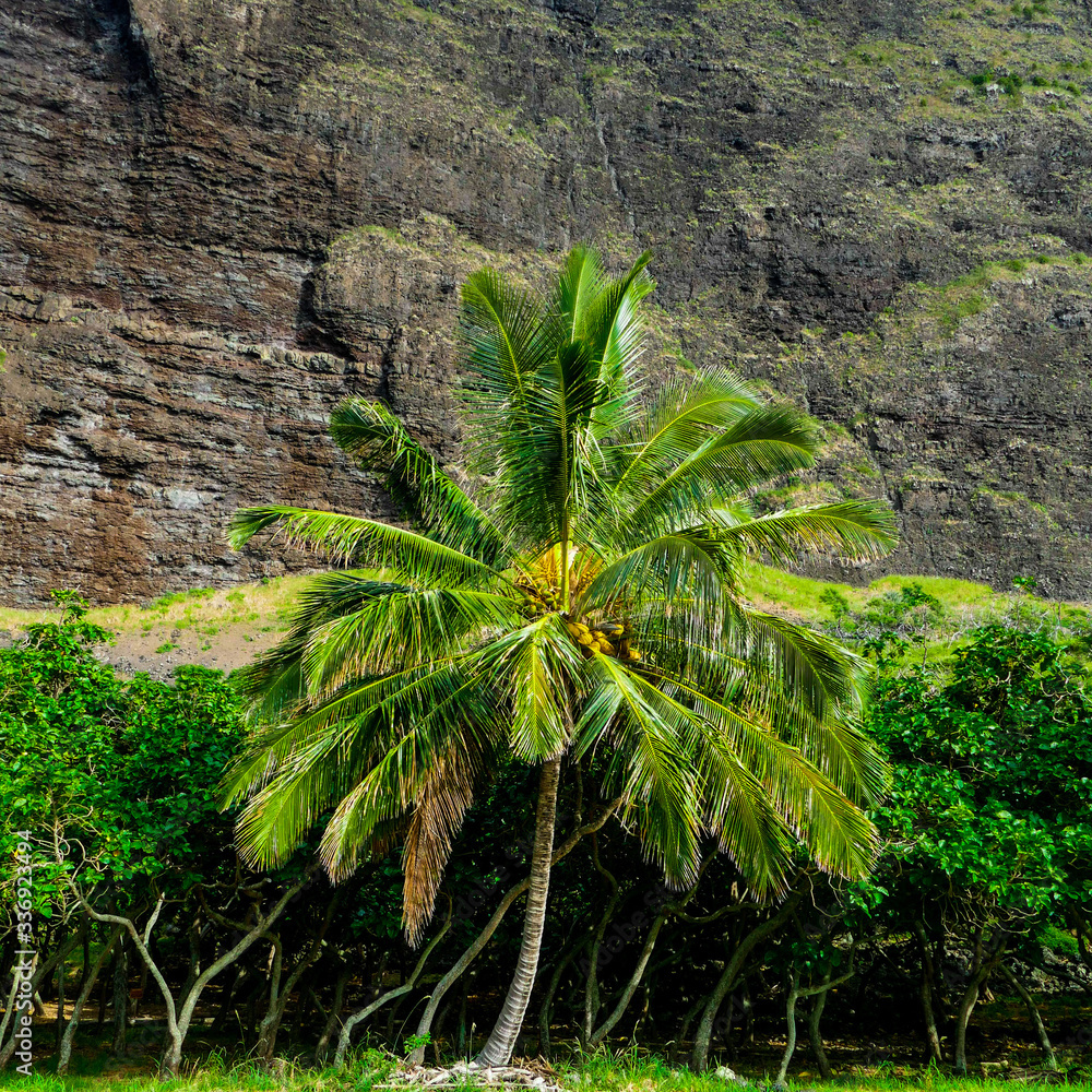 The palm in front of black wall