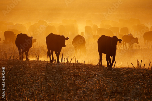 Silhouette of free-range cattle walking on dusty field at sunset  South Africa.