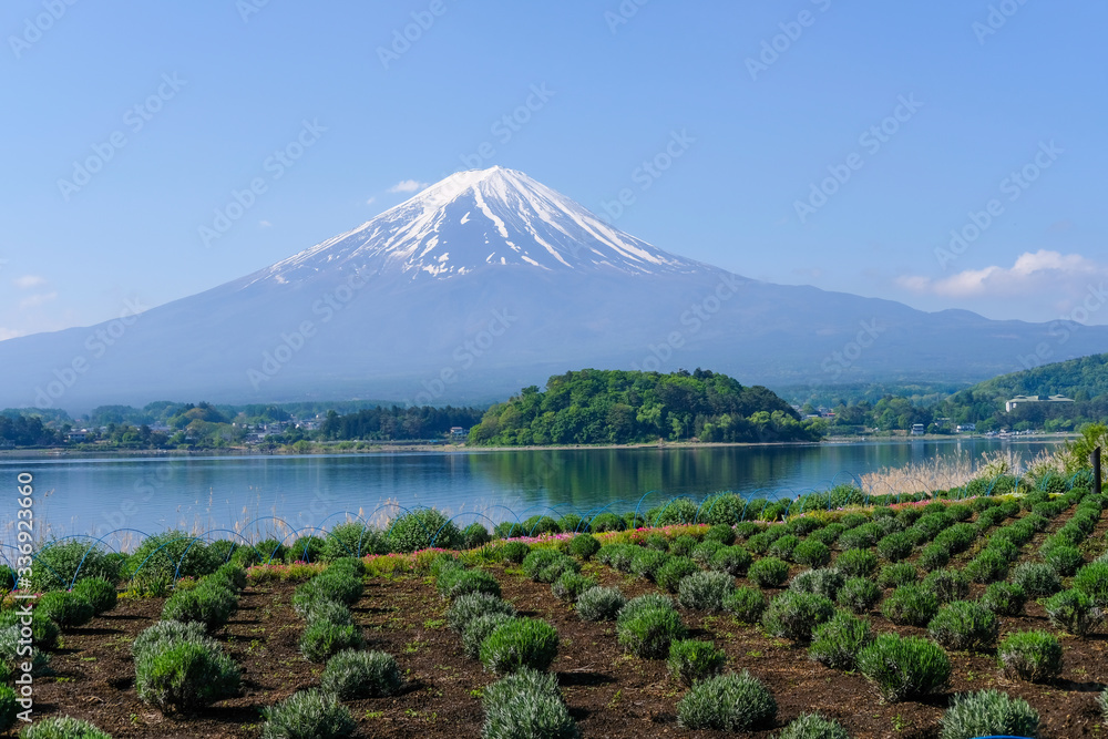 Obraz premium 河口湖と富士山