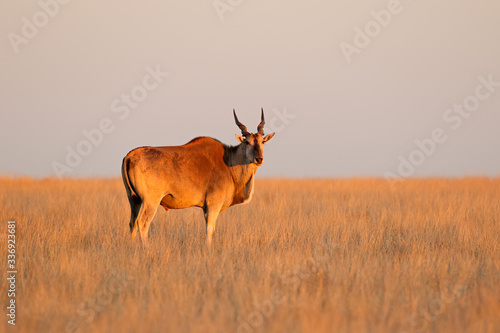 Male eland antelope  Tragelaphus oryx  in late afternoon light  Mokala National Park  South Africa.