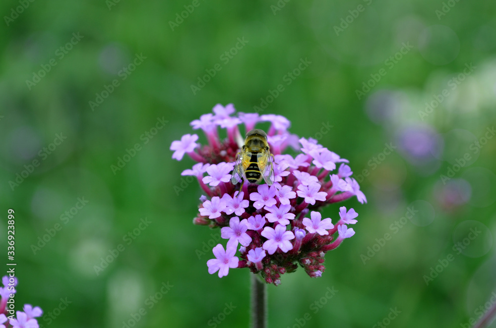 Verbena. Beautiful lilac inflorescences of small flowers. High-quality photo, for backgrounds, printing, design Verbena. Beautiful lilac inflorescences of small flowers. High-quality photo, for backgrounds, printing, design