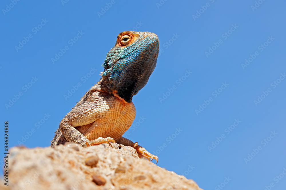 Portrait of a ground agama (Agama aculeata) sitting on a rock against a blue sky, South Africa. Portrait of a ground agama (Agama aculeata) sitting on a rock against a blue sky, South Africa.