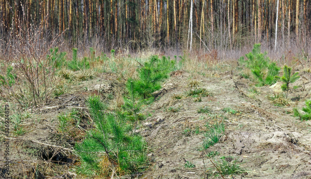 Small pine trees planted in a row. Forest planting Small pine trees planted in a row. Forest planting