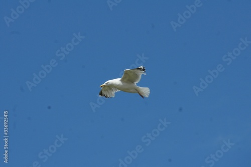 Obraz na płótnie Bird