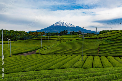 新緑の茶畑と富士山