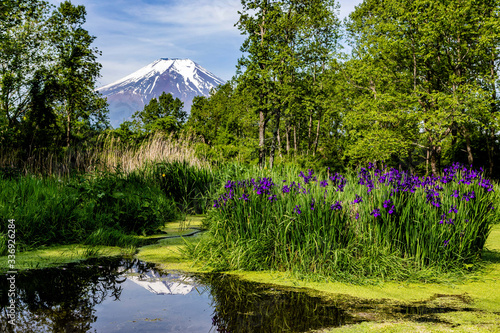 新緑とあやめと富士山