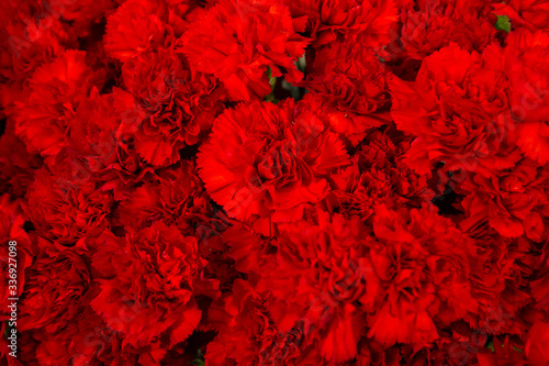 Carpet of beautiful red roses. Romantic background