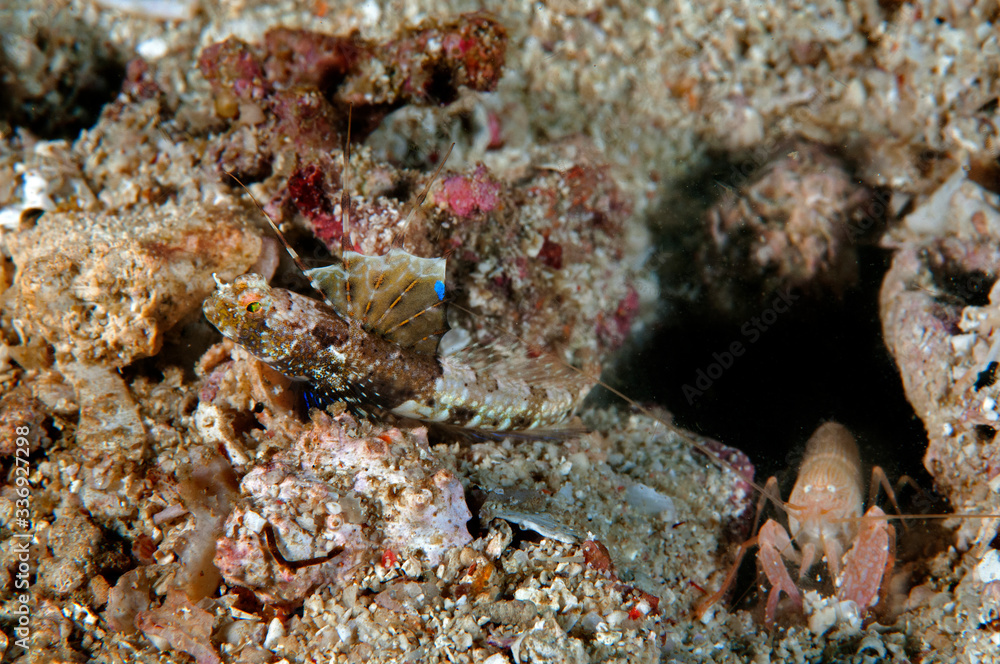 Rayed shrimpgoby, Tomiyamichthys, sp., with prawn goby, Raja Ampat Indonesia