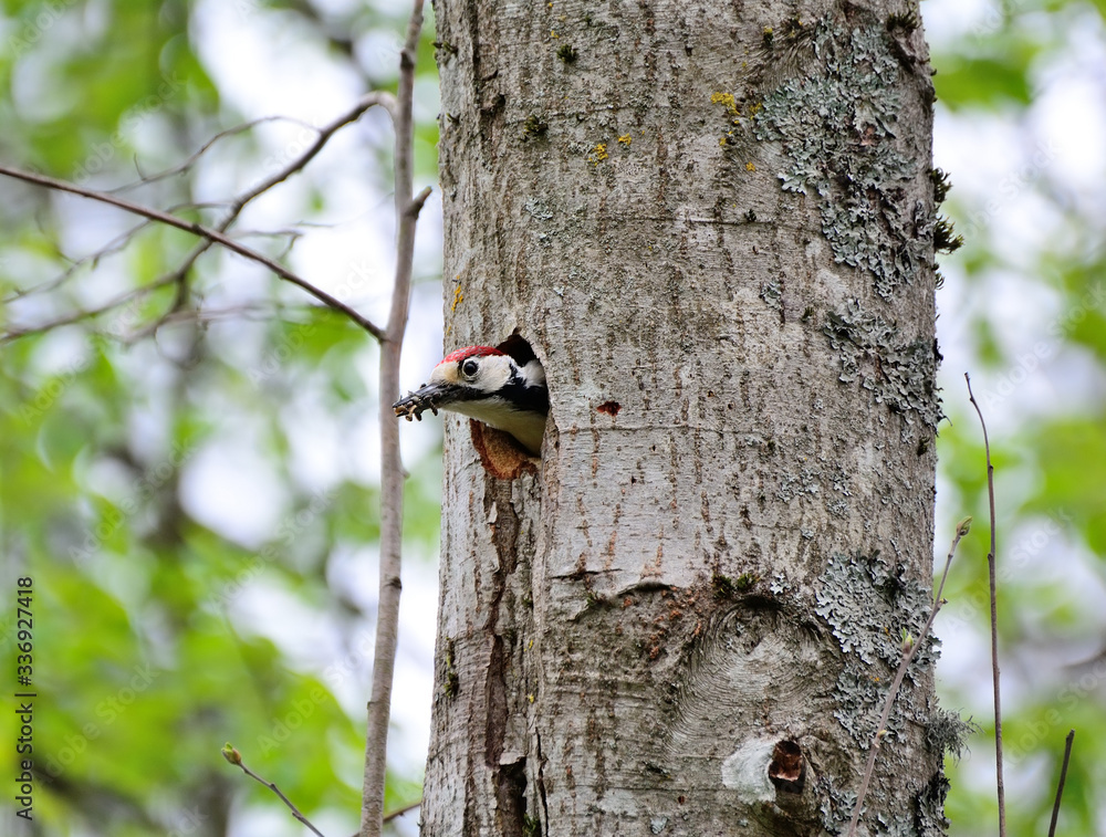 Woodpecker and his nest. Green forest background. Bird: Middle Spotted Woodpecker. Woodpecker and his nest. Green forest background. Bird: Middle Spotted Woodpecker.