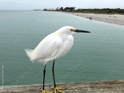 Egret on the handrail of a pier in Naples  Florida