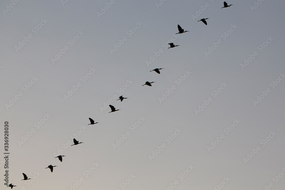 Birds in a row flying in a clear sky, Lake Maracaibo, Venezuela