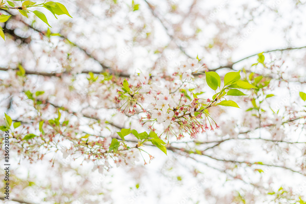葉桜と新芽のさみしい春