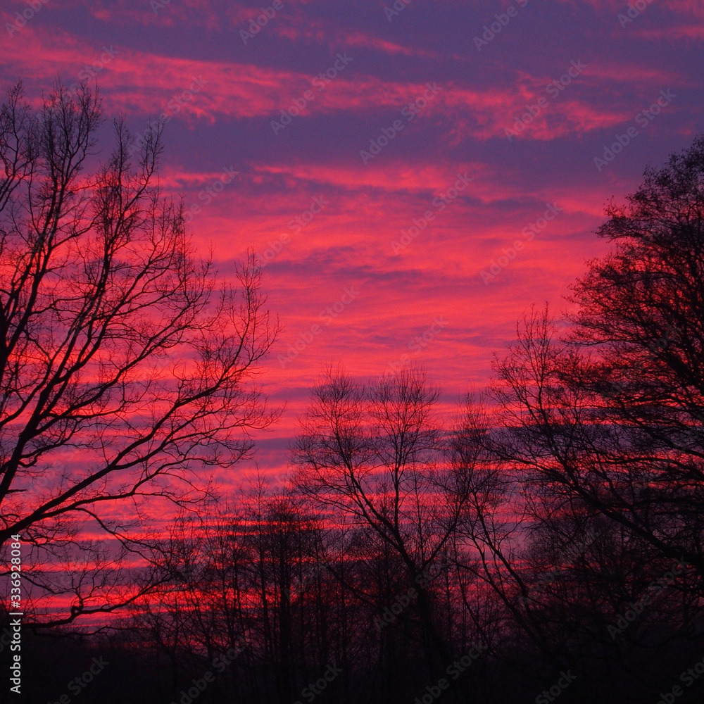 evening sky with red clouds and sunset sun and black leafless trees