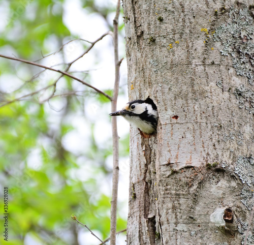 Woodpecker and his nest. Green forest background. Bird: Middle Spotted Woodpecker.