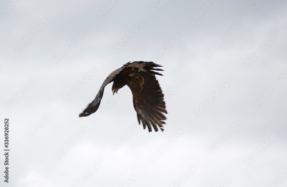 Fototapeta premium American Bald Eagle flying in Otavalo, Ecuador