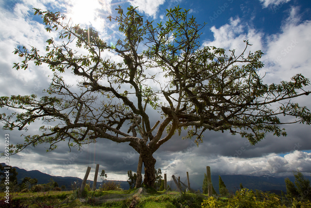 El Lechero, the sacred tree of Otavalo