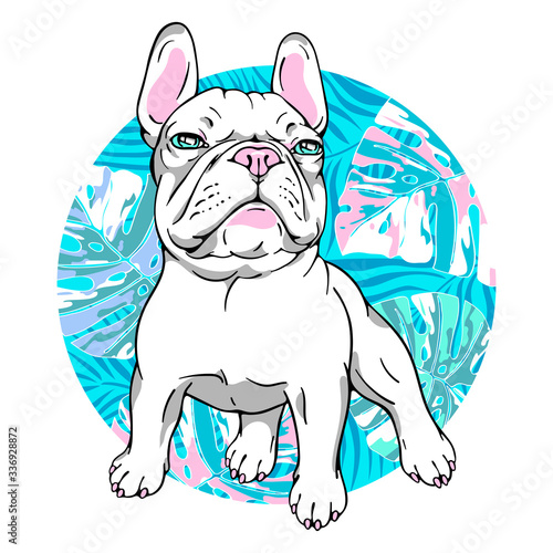 White french bulldog on a bright tropical background. Stylish image for printing on any surface
