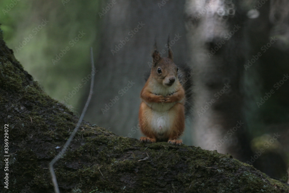 Eurasian red squirrel (Sciurus vulgaris) in forest Eurasian red squirrel (Sciurus vulgaris) in forest