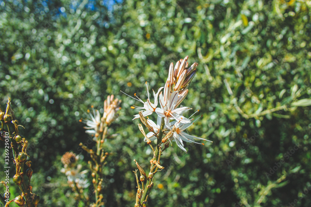 Asphodelus with white flowers in Mallorca, Spain Asphodelus with white flowers in Mallorca, Spain