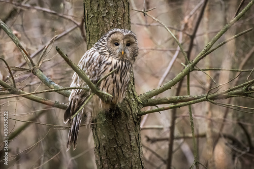 Puszczyk Uralski, Ural Owl, photo
